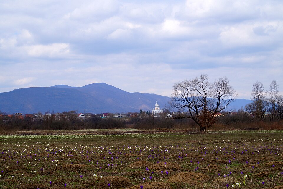 Valley of Narcissi, Khust